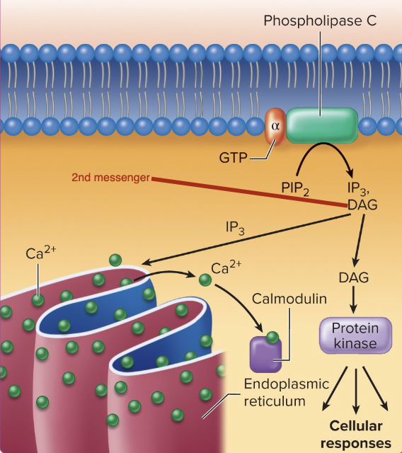 <p>G Protein-Coupled Receptors - Alpha subunits that increase 2 Ca+</p>