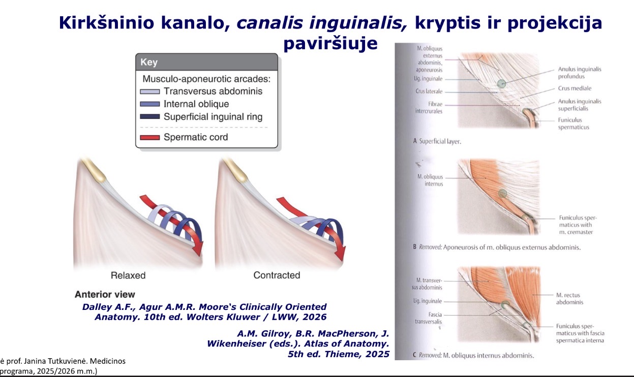 <p>Kokia yra canalis inguinalis kryptis?</p>