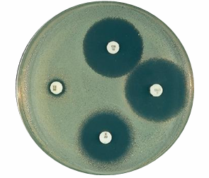 <p>CANNOT be used in determinizing MIC</p>