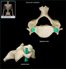 <p>(cervical only)</p>