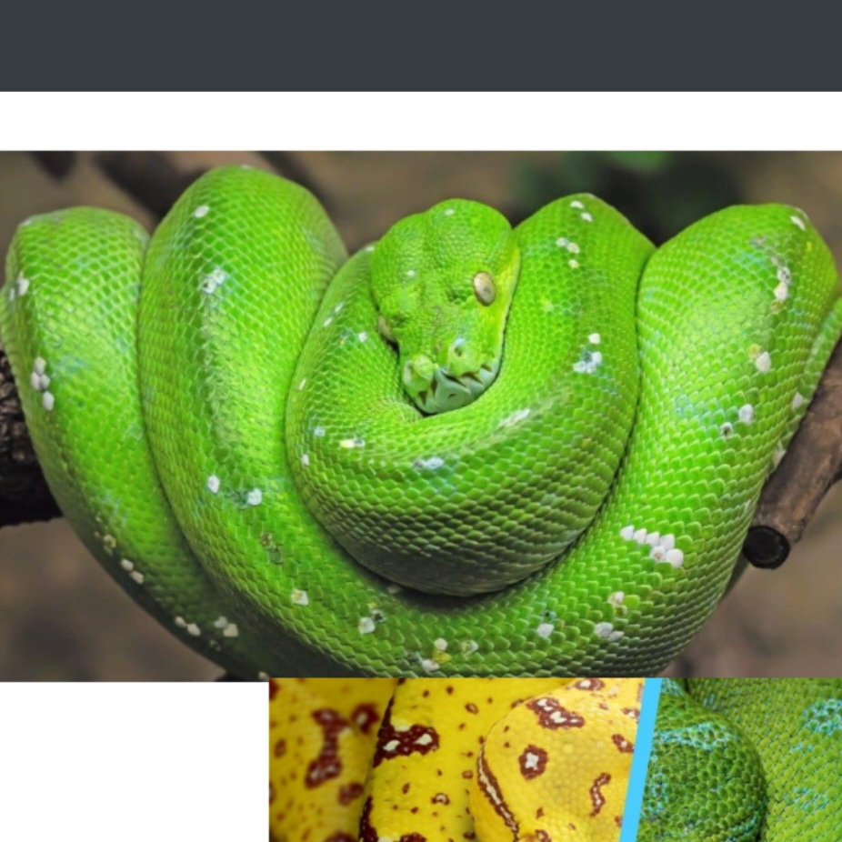 <p>name this animal</p>