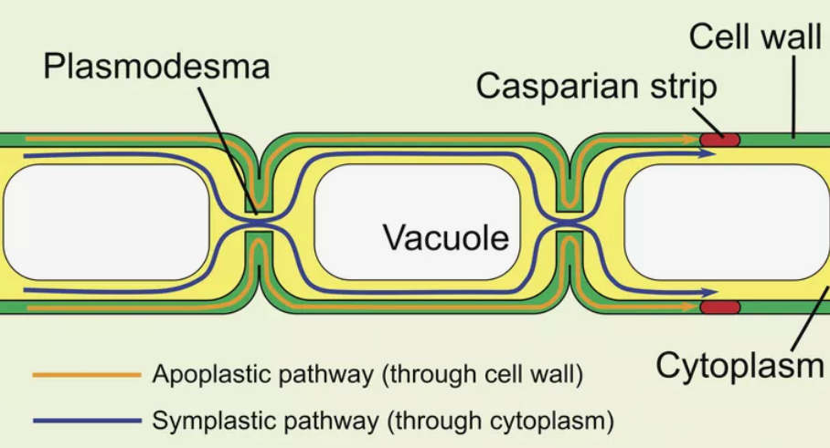 <ul><li><p>plant viruses are usually transmitted using a vector (usually an insect that feeds on the plant)</p></li><li><p>due to the cell wall, a plant virus enters cells using plasmodesmata (channel between cells)</p></li><li><p>plants only have one way of dealing with viruses + infections - preventing the virus from entering the plant. ex. waxy cuticle +  chemicals. once virus enters, plant tries to prevent spread by dropping leaf</p></li></ul><p></p>
