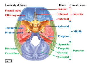 <ul><li><p>middle cranial fossa</p><ul><li><p>sphenoid</p></li><li><p>temporal</p></li><li><p>occipital bone</p></li></ul></li><li><p>growth occurs by endochondral ossification</p></li><li><p>synchondroses </p></li><li><p>surface remodelling</p></li></ul><p></p>
