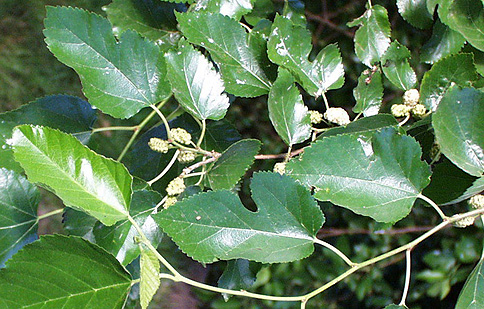 <p>common name</p>