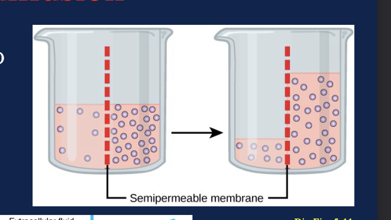 <p>What is happening in the osmosis figure?</p>