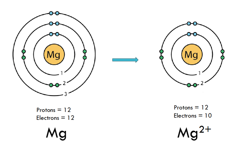<p>cations</p>