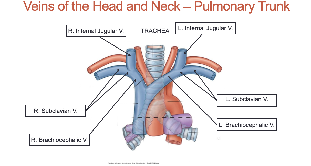 <ol><li><p>Right internal jugular vein</p></li><li><p>Right subclavian vein</p></li><li><p>Right brachiocephalic vein</p></li><li><p>Left internal jugular vein</p></li><li><p>Left subclavian vein</p></li><li><p>Left brachiocephalic vein</p></li></ol><p></p>