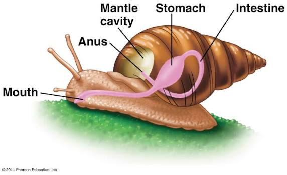 <p>slugs/snails; clade of mollusca which is inside lophotrochozoa; still a type of mollusk; torsion (180 degree rotation of the visceral mass); 2 or 4 sensory tentacles with eyes on head; many have shells and radula </p>