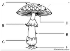 <p>what is structure D</p>