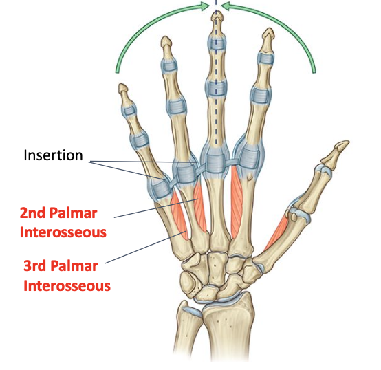 <p>Deep branch of ulnar nerve (C8-T1)<br>O: lateral side of shafts 4 and 5 metacarpals<br>I: lateral side of proximal phalanx and extensor expansion of ring and little finger </p>