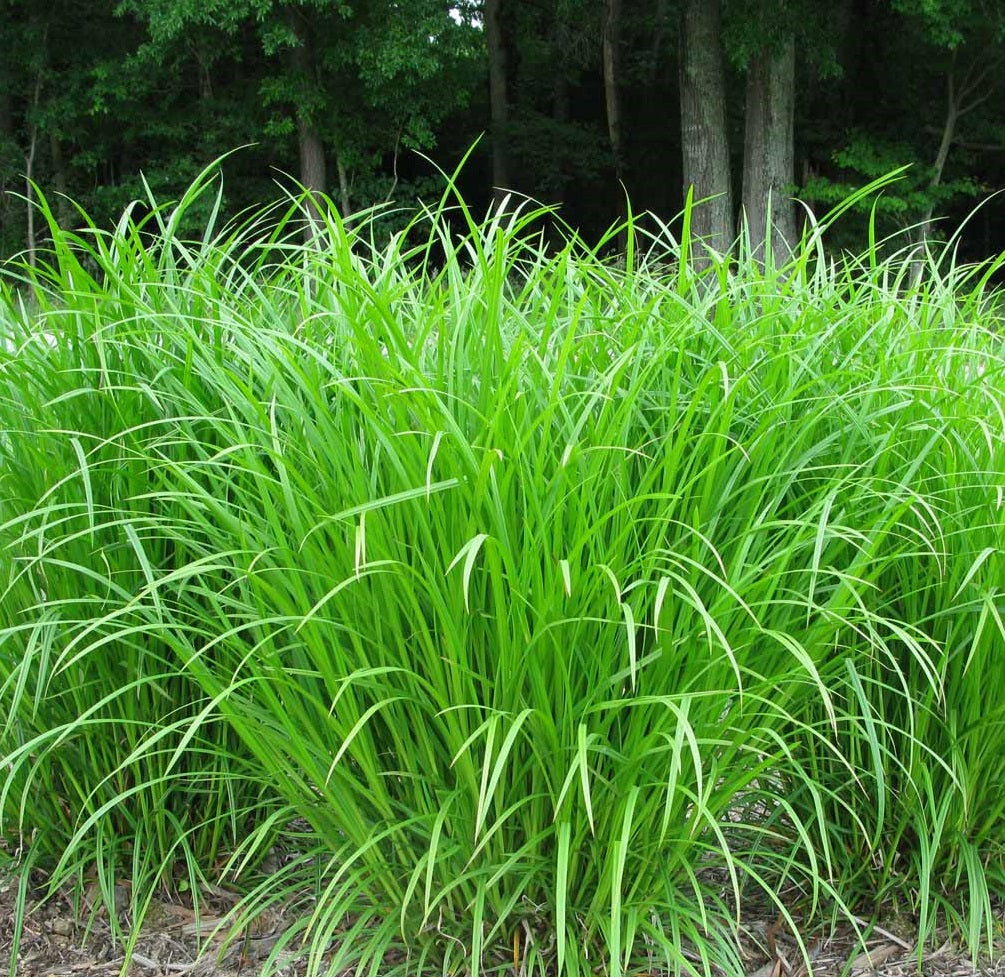 <p>Carex spp.</p><p></p><p>** defining characteristics: triangular stem. Sharp edges. Can have a “W” shape on the cross section but depends on species!</p>