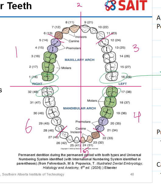 <p>Anterior teeth (teeth toward the front of the mouth) typically include the central incisors, lateral incisors, and canines. </p><ul><li><p>anterior has incisors and canine/cuspid</p></li></ul><p>Posterior teeth (teeth toward the back of the mouth) in the primary dentition include both the first and second molars. </p><ul><li><p>In the permanent dentition, the posterior teeth include first and second premolars and all three molars</p></li><li><p>posterior has premolars/bicuspids and molars </p></li></ul><p></p>