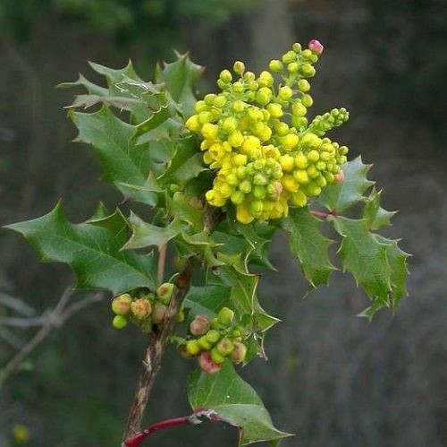 <p>Mahonia aquifolium</p>