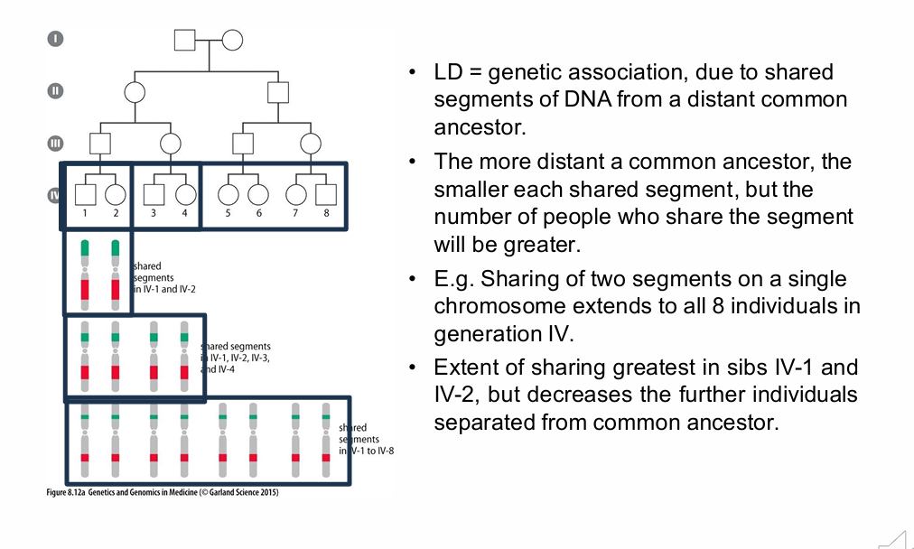 <p>How does distance from a common ancestor affect the size and frequency of shared DNA segments?</p>