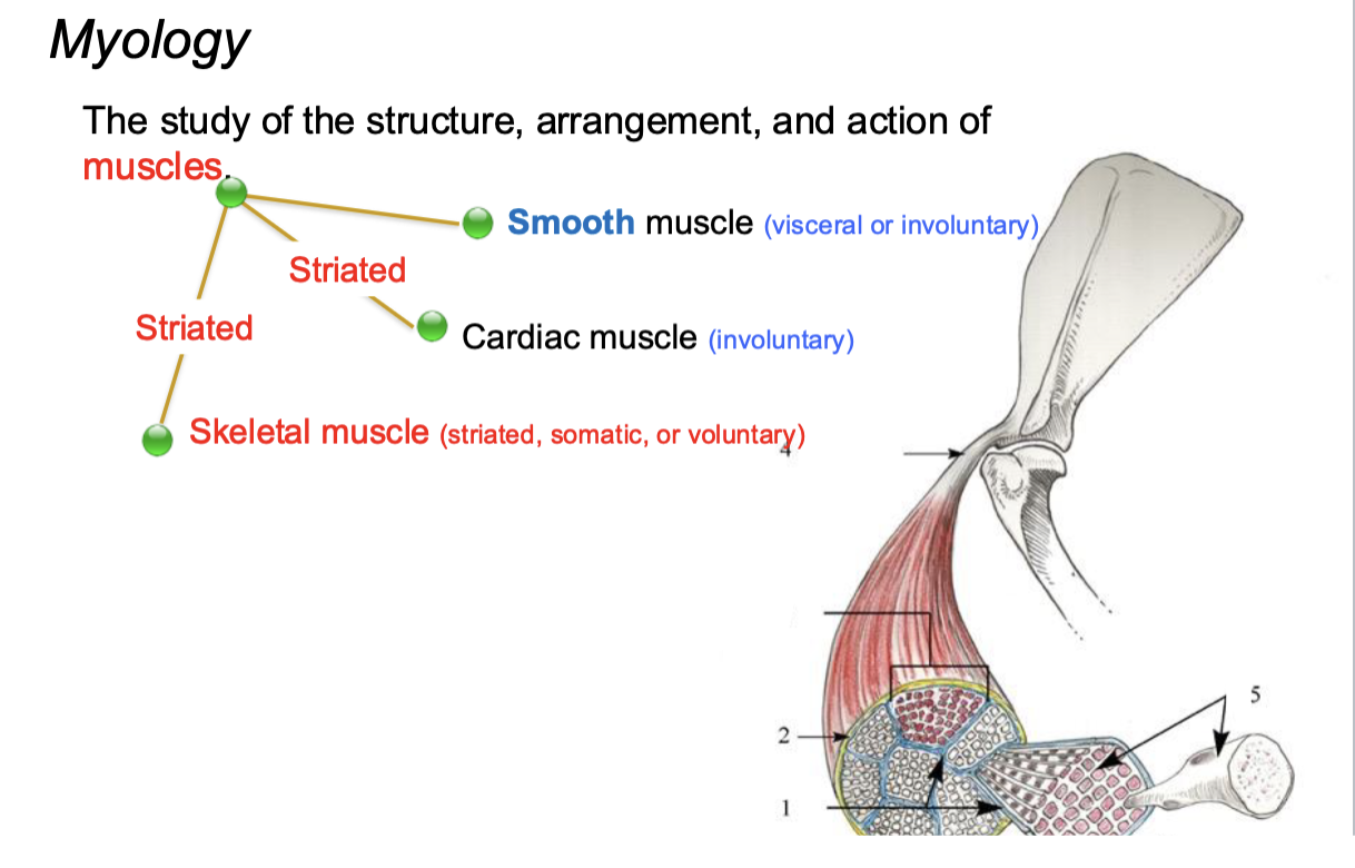 <p>Visceral and involuntary</p><p>Involuntart and striated</p><p>Striated, somatic, or voluntary</p>