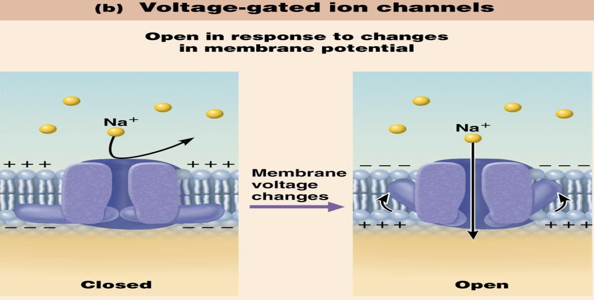<ul><li><p>What do voltage-gated ion channels respond to?</p></li><li><p>Voltage-gated channels are important for what process?</p></li></ul><p></p>
