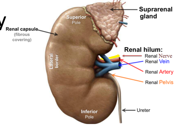 <p><strong>Opening </strong>on the <strong>medial </strong>surface of the kidneys where the renal <strong>artery, vein, nerves, and ureters enter and exit. </strong></p>