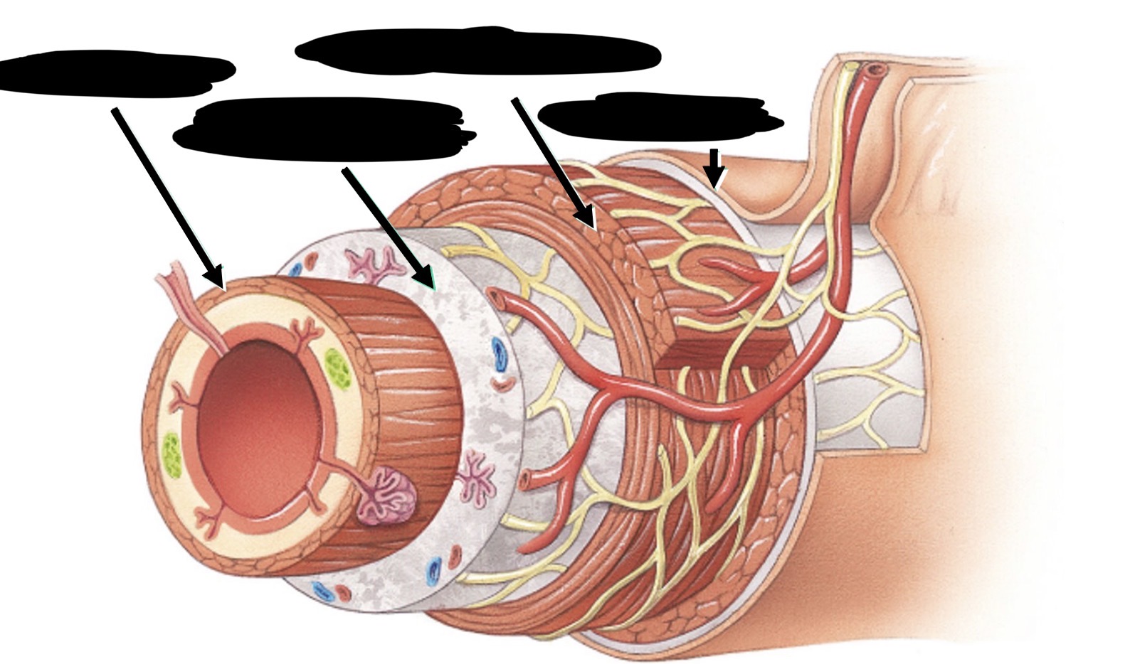 <p>Label the layers of GI tract</p>