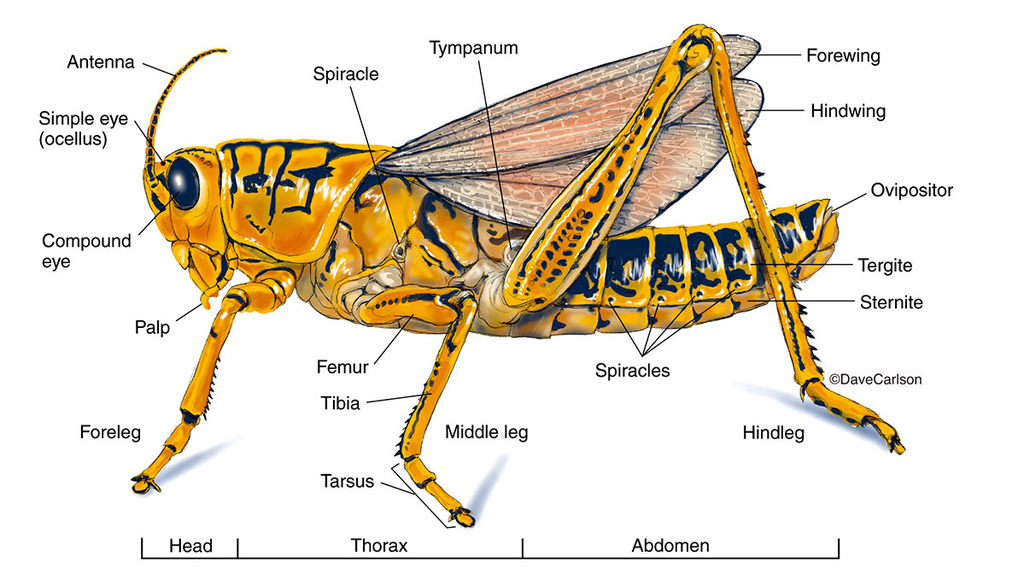 <p>grasshopper labeling</p>