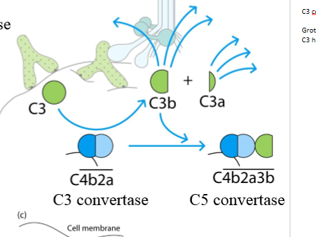<p>C3 convertase (C4b2a) en groot fragment van C3: C4b2a3b</p>