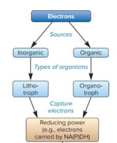 <p>source of electrons are from organic compounds, captured electrons carried NAD(P)H</p>