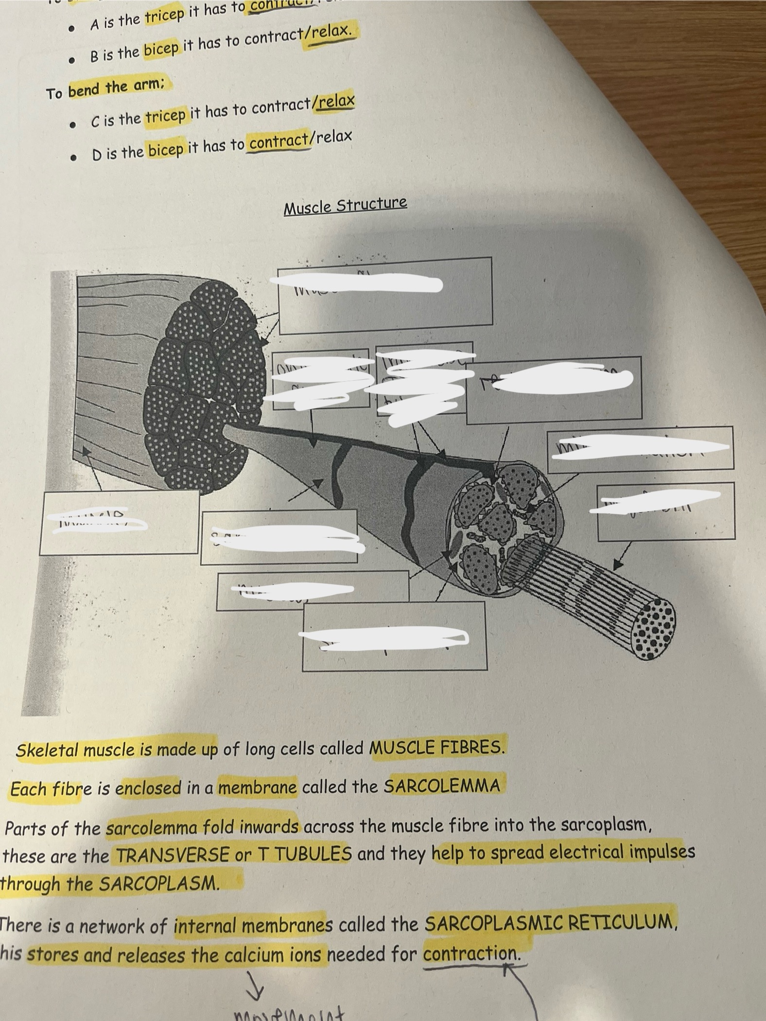 <p>What is the structure of a skeletal muscle?</p>