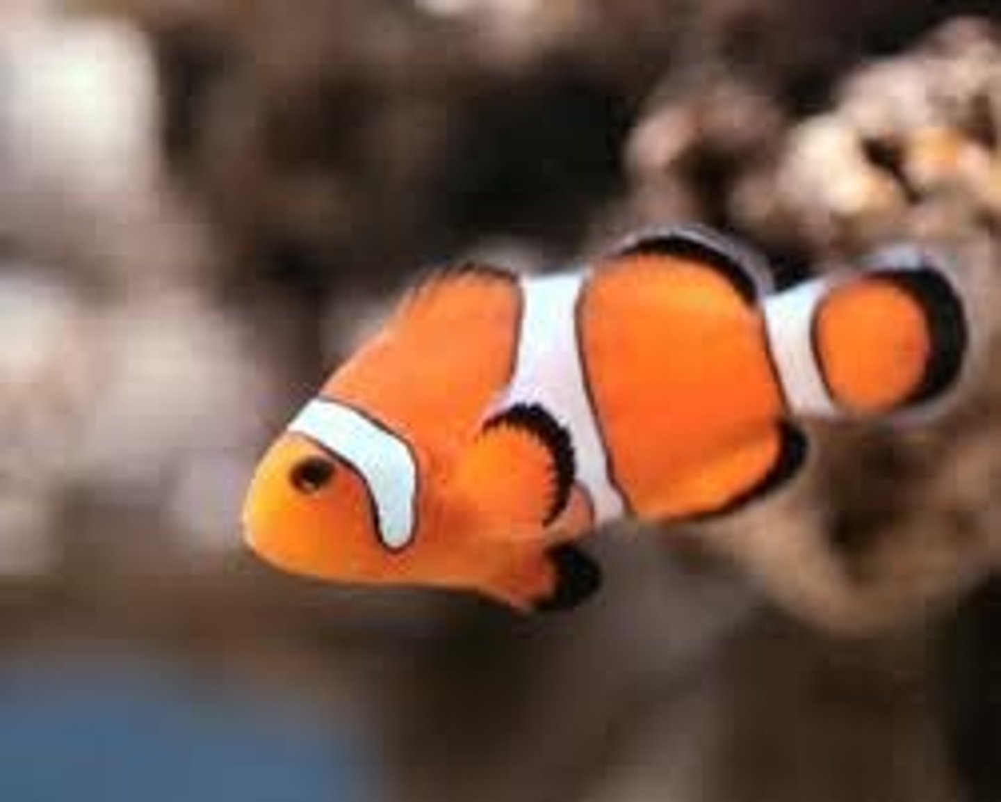 <p>many offspring with low survival rates</p>