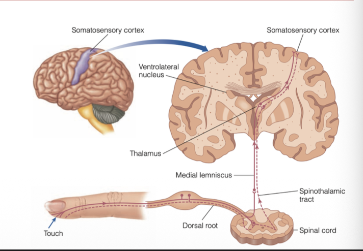 <p>nerve fibers from receptors in the skin travel in bundles(prepheral nerves) that enter the spinal cord through the dorsal root</p><ol><li><p>medial lemniscal pathway- has large fibers that carry signals related to sensing the positions of the limbs and perceiving touch</p></li><li><p>spinothalamic pathway- smaller fibers that transmit signals related to temperature and pain</p></li><li><p>fibers from both pathways cross ober to the other side of the body during their upward journey to the thalamus</p></li><li><p>must of these fibers synapse in the ventrolateral nucleus in the thalamus but some synapse in the other thalamic nuclei</p></li><li><p>because signals in the spinal cord cross over to the opposite side of the body on their way to the thalamus meaning signals originating from the left side of the body reach the thalamus in the right hemisphere of the brain and vice versa</p></li></ol><p></p>