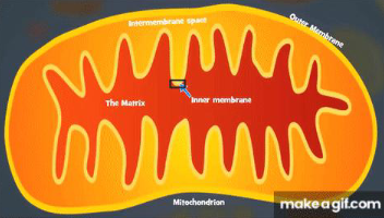 <p>The <strong>electron transport chain </strong>consists of a <strong>series </strong>of <strong>proteins complexes linked together </strong>in the <strong>inner membrane </strong>of the <strong>mitochondria</strong></p>