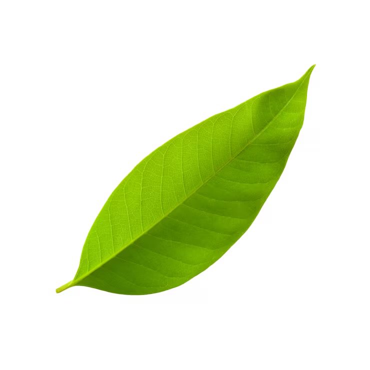 <p>Leaf</p>