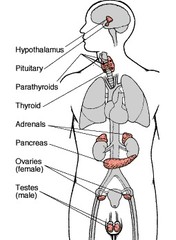 <p>The Endocrine system</p>