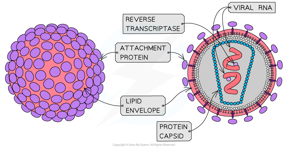 <p>Attachment proteins</p>