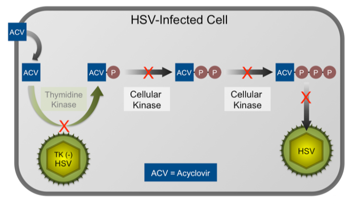 <p>Resistance is mainly due to mutations in viral thymidine kinase (TK) or DNA polymerase, with most clinical resistance resulting from TK mutations.</p>