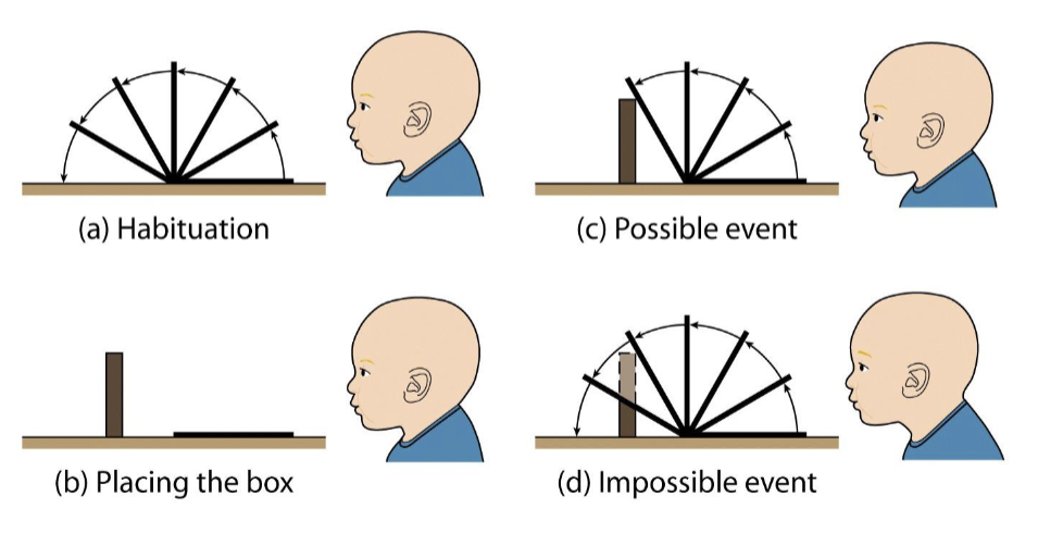 <ul><li><p>5 month olds</p></li><li><p>looked longer at impossible event (were suprised)</p></li><li><p>finding was later extended to 3.5 month olds          c vc v</p></li></ul><p></p>