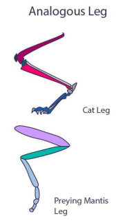 <p>Analogy/Analogous</p>