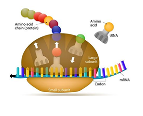 <p><strong>Ribosomes</strong> are macromolecular complexes made of <strong>proteins and ribosomal RNA (rRNA)</strong>.</p><p>They are the <strong>translation centers</strong> of the cell because they synthesize proteins using the information carried by <strong>mRNA</strong>.</p><ul><li><p>DNA information is transcribed into <strong>mRNA</strong>.</p></li><li><p>mRNA goes to the ribosome.</p></li><li><p>The ribosome reads the mRNA and builds a <strong>protein</strong>.</p></li></ul><p></p>