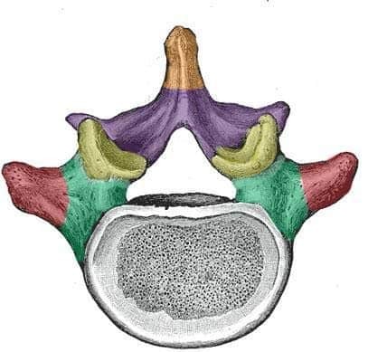 <p>Name these features of a vertebrae</p>