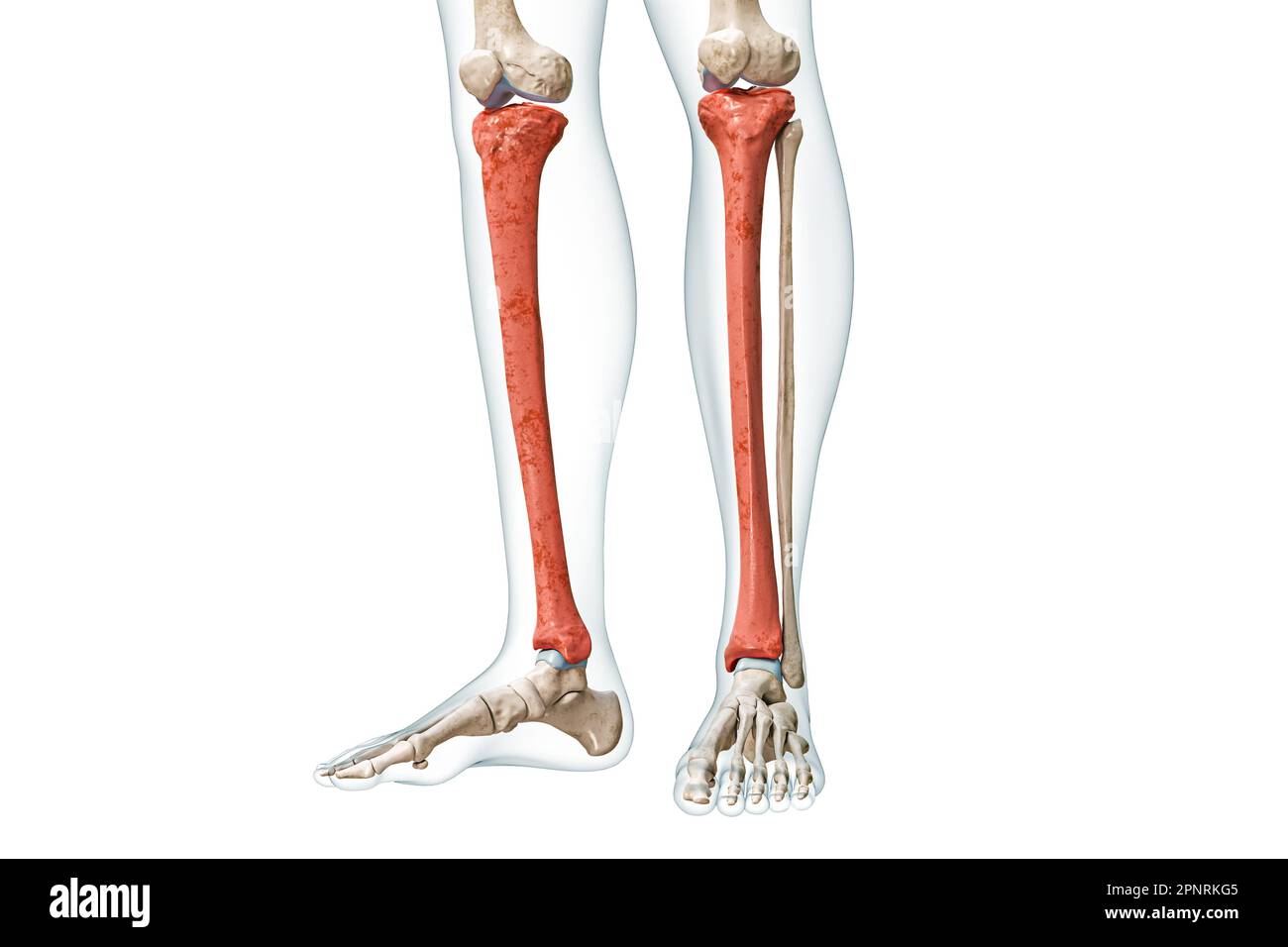 <p>The front part of the lower leg.</p>