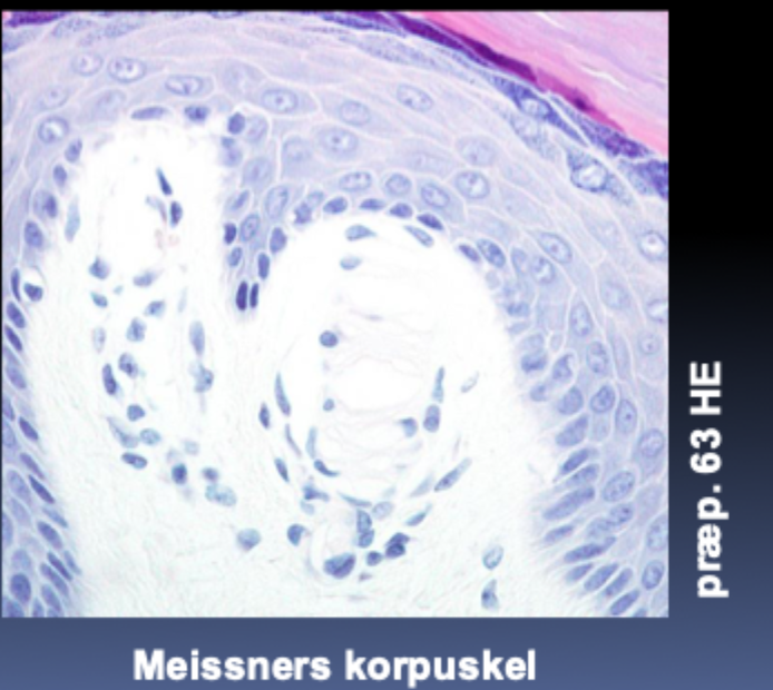 <p>Hvad registrerer Meissner-korpuskler?</p>