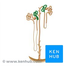 <p>distal convoluted tubule(5th step if kidneys)</p>