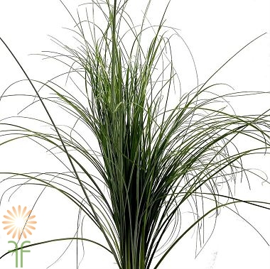 <p>Common Name:</p><p>Scientific Name:</p><p>Flower Type:</p>