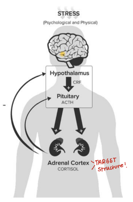 <p>Corticotropin-releasing hormone (CRF) is released by the thalamus and plays a crucial role in the stress response by: </p><ul><li><p>stimulating the release of adrenocorticotropic hormone (ACTH) from the pituitary gland</p></li><li><p>which in turn promotes cortisol release from the adrenal cortex</p></li></ul><p></p>