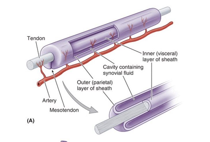 <ul><li><p><span>Closed sacs of serous membrane.</span></p></li><li><p><span>Secretes fluid to lubricate an internal surface.</span></p><ul><li><p><span>Found in locations subject to friction.</span></p></li></ul></li><li><p><span>Normally collapsed, potential spaces.</span></p><ul><li><p><span>When excess fluid accumulates, or the wall is interrupted, they become real spaces (pathological, abnormal).</span></p></li></ul></li></ul><p></p>
