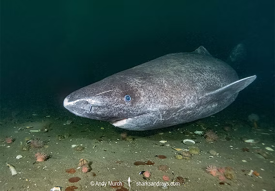 <p>Squaliformes</p><p>5 gill slits, no anal fin, no nictitating membrane, short snout</p><p>Generally, the smallest order of sharks </p><p>126 species</p><p>Example: Greenland shark, Spiny dogfish</p>