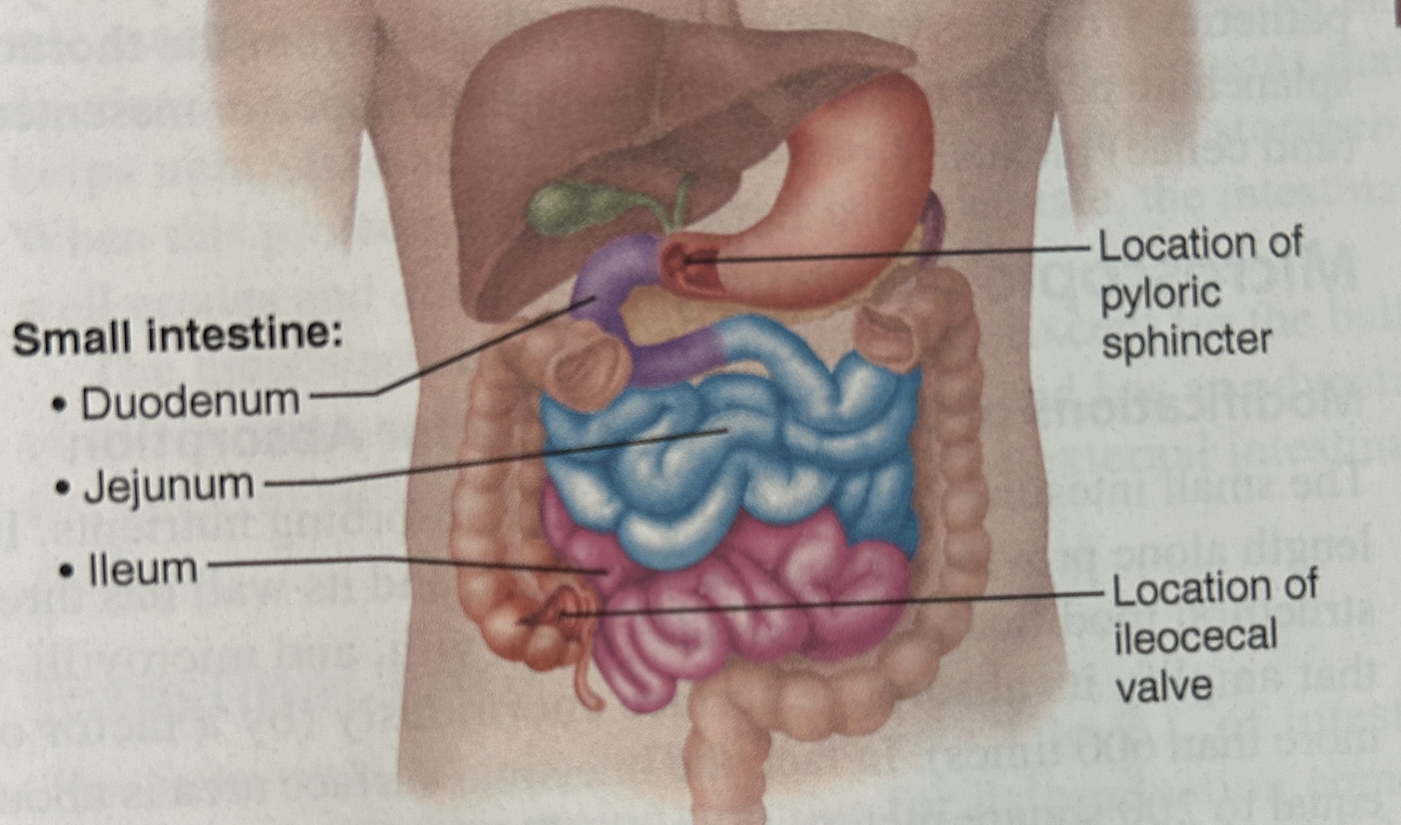 <p>ileum</p>