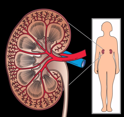 <p><br><span>Yes, the kidneys filter, but what else do they do?</span></p>