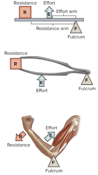 <p>effort applied between resistance and fulcrum</p>