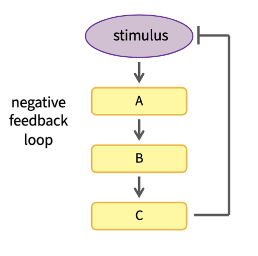 <ul><li><p>Homeostasis is achieved through negative feedback loops</p></li><li><p>When the stimulus changes, the feedback loop acts AGAINST that change</p></li><li><p>There is an odd number of inhibition arrows (the one with the flat end)</p></li><li><p></p></li></ul><p></p>
