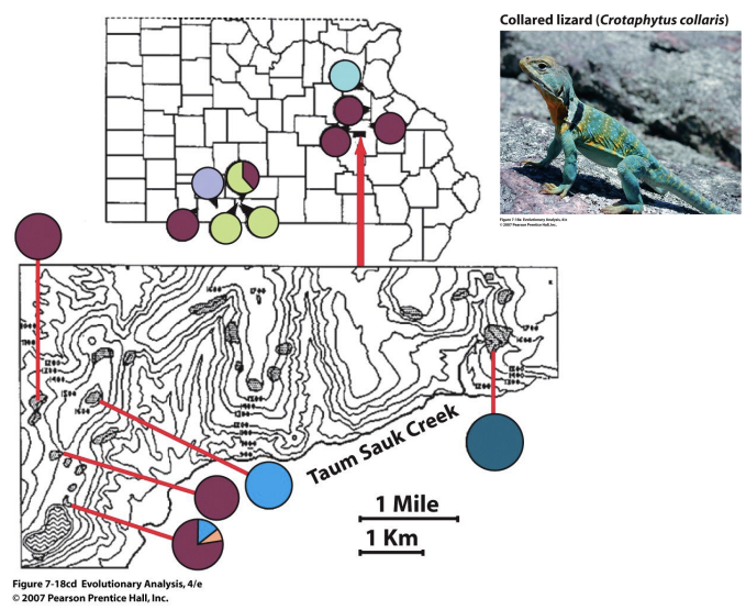 <p>Examples of Drift in Natural Populations- Templeton and Colleagues (1990)</p>
