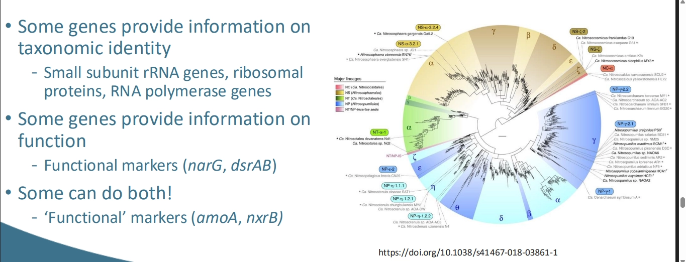 <p>what is the idea of Taxonomic Markers?</p><ul><li><p>what is</p></li><li><p>what specific ones can be used </p></li><li><p>what can this tell us</p></li></ul><p></p>